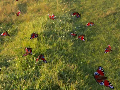 butterfly animation Low-poly 3D model