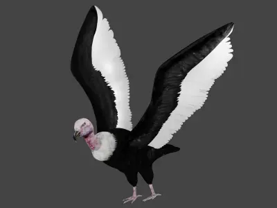 Vulture low poly fully rigged 3 Low-poly 3D model