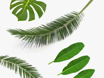 Tropical Leafs Collection 3D model