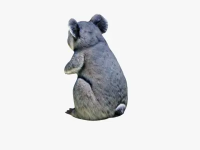 Koala Free 3D model purchase