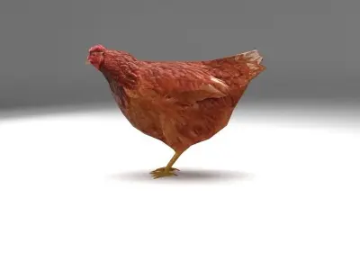 Chicken low poly rooster Low-poly 3D model