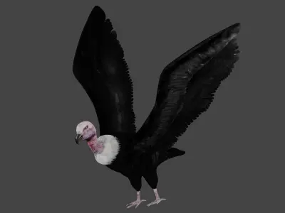 Vulture low poly fully rigged 2 Low-poly 3D model