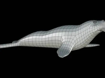 Elephant Seal Base Mesh Low-poly 3D model