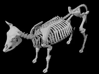 Cow Skeleton Low-poly 3D model