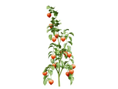 Physalis Genus Plant 3D Model