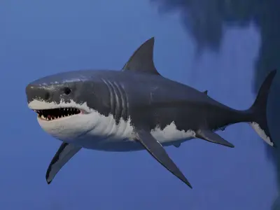 White Shark Animated OldModel Low-poly 3D model