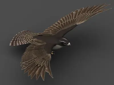 Falcon in flight 3D model
