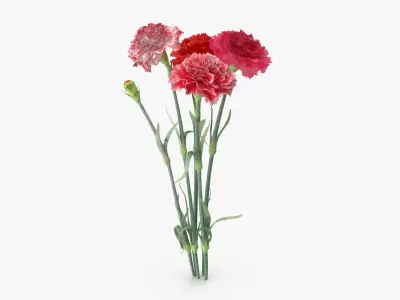 Carnation - Bouquet 3D model