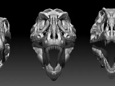 Dinosaur Spinosrs  Tyrannosaurus Giganotosaurus Skull Skeletons  3D model