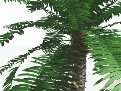 EVERYPlant Pseudoctnis Cycad 3 --12 Models-- 3D model