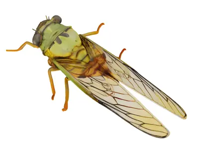 insect 3D model