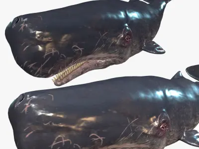 WHALE Sperm Whale Moby Dick 3D model