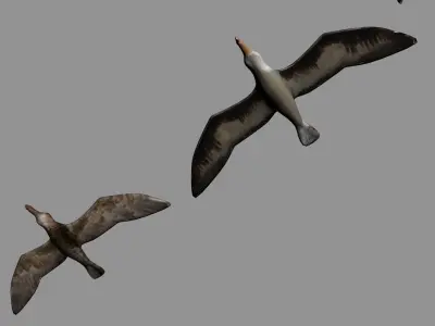 Antarctic Wildlife Collection Penguins Chicks Albatross Low-poly 3D model