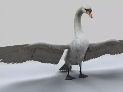 Swan Animation 3D model