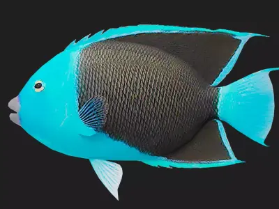 Rockbeauty Low-poly 3D model