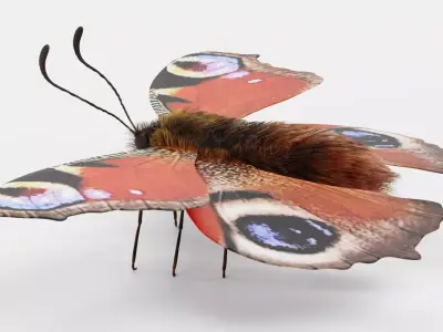 -Peacock Butterfly- 3D model