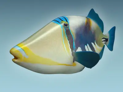 Trigerfish 2 tropical fish 3D model