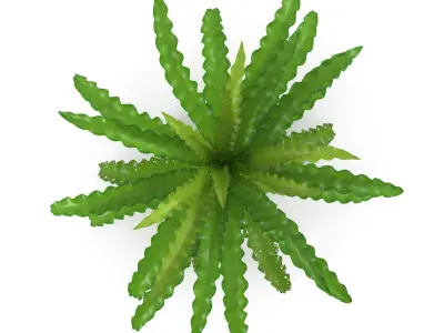 Pogostemon helferi 3D model