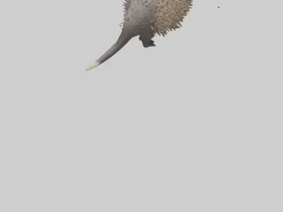 Porcupine hissing model Low-poly 3D model