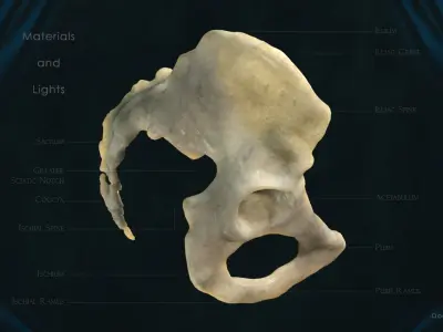 Pelvis 3D model