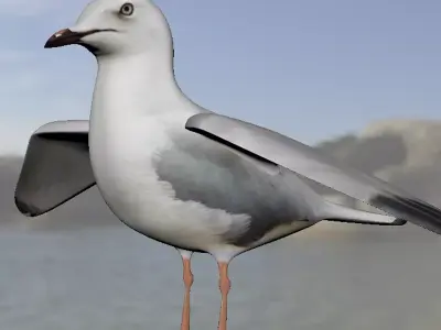 Realistic Seagull Model - Low-poly 3D model