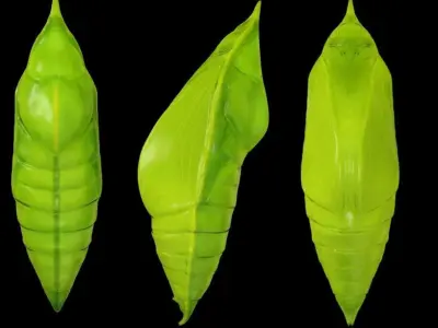 Chrysalis 1 butterfly on leaf Low-poly 3D model