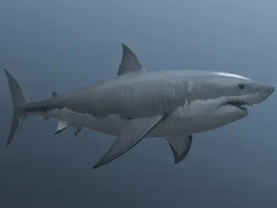great white shark Free 3D model