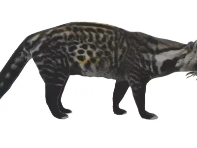 African Civet Low-poly 3D model