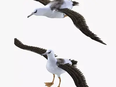 Albatross bird 3d model Low-poly 3D model