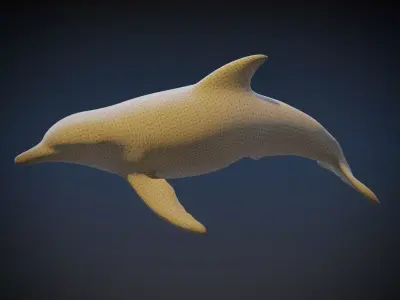 Dolphin   3D model