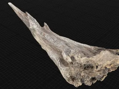 Dead Tree Root 3D Scan in highpoly 3D model