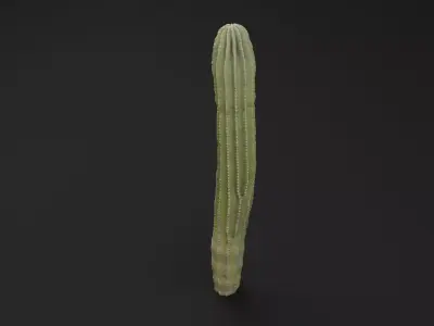 Cactus Plant Low-poly 3D model