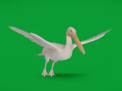 Pelican Bird Low-poly 3D model