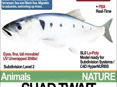 Twait Shad 3D model