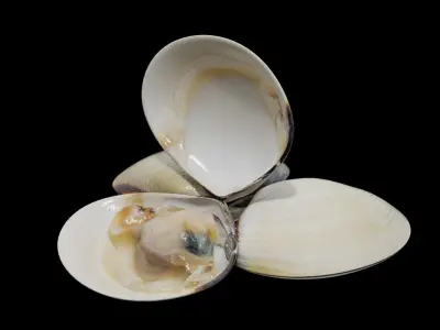 White clams Low-poly 3D model