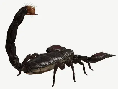 Emperor Scorpion Low-poly 3D model