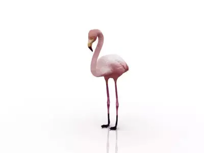 Flamingo bird 3D model