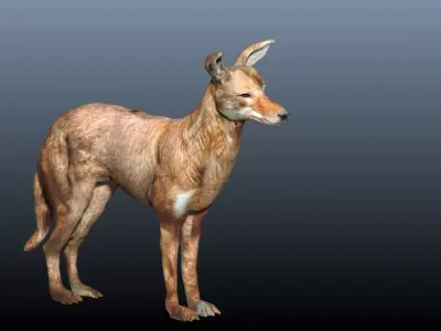ethiopian wolf  3D model