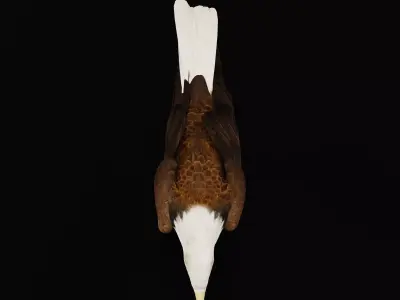 Bald Eagle Bird Low-poly 3D model