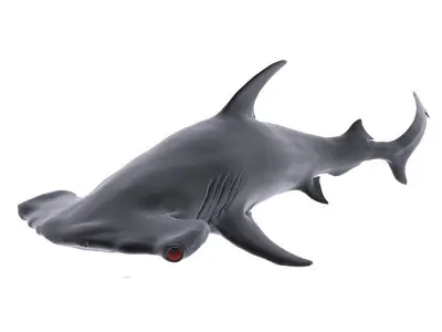 Hammer Shark 3D model