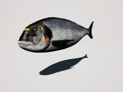 Gilthead Sea Bream mediterranean sea fish rigged animated Low-poly 3D model