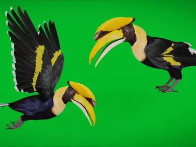 Great Hornbill Bird Low-poly 3D model