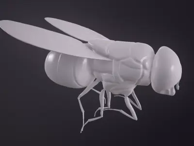 Califoride insect  3D model