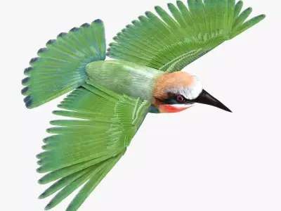 Bee Eater bird rigged 3d model Low-poly 3D model