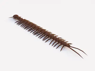 Centipede low poly 3d model Low-poly 3D model