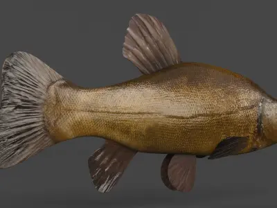 Tench Fish 3D model