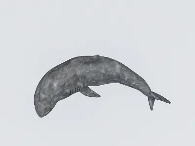 3D Rigged Shark Model Low-poly 3D model