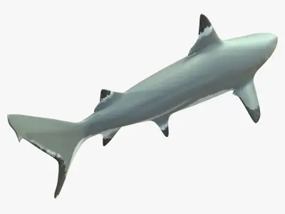 Blacktip Reef Shark Low-poly 3D model