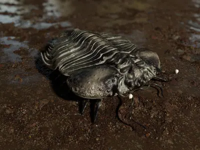 Trilobite 06 - CYBELE PANDER Low-poly 3D model