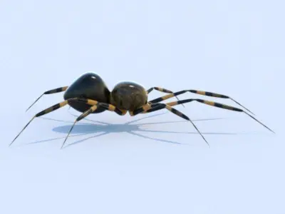 House Spider 3D model